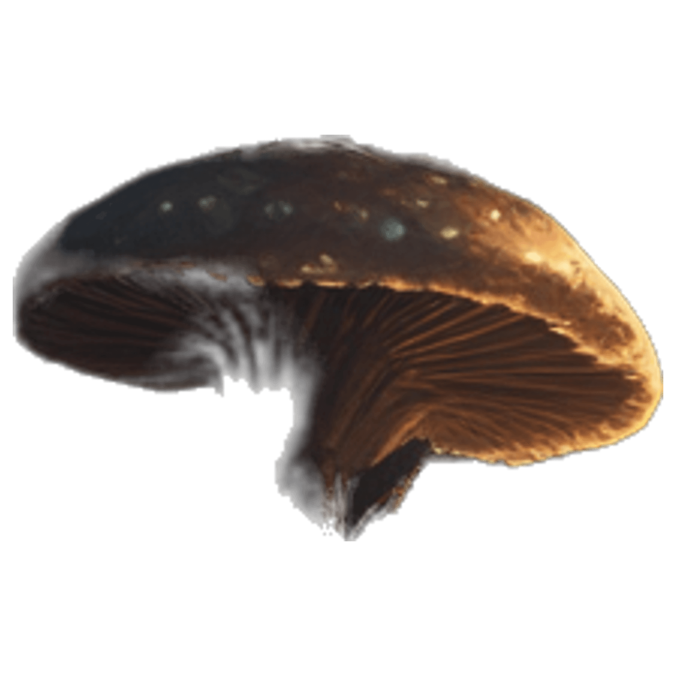 EcoQuest: The Sampling Saga game banner