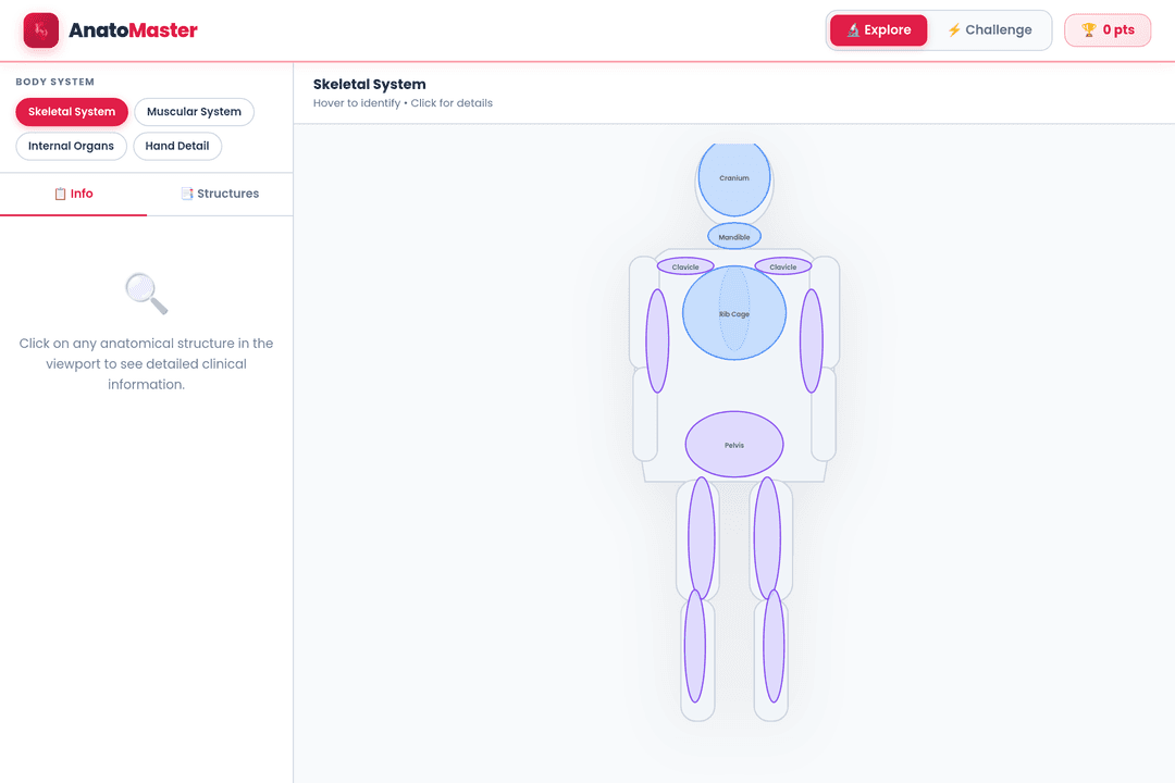 Anatomy Atlas